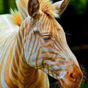 golden zebra